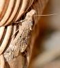 Hypena obsitalis